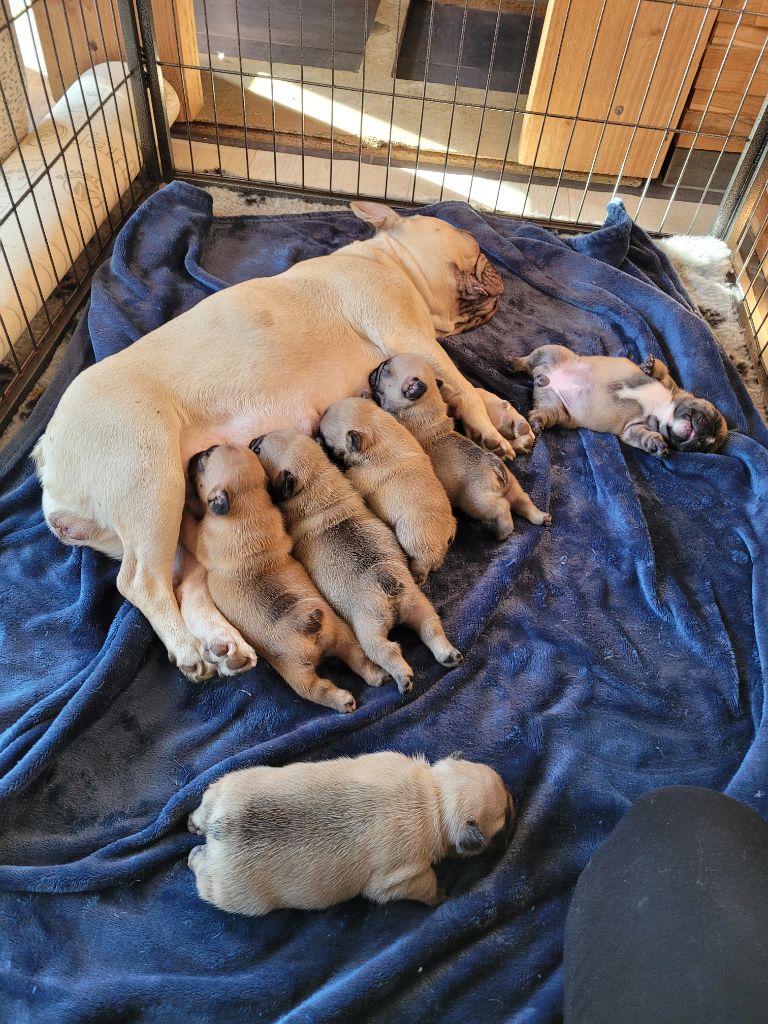 chiot Bouledogue français Du Royaume De S'maggie