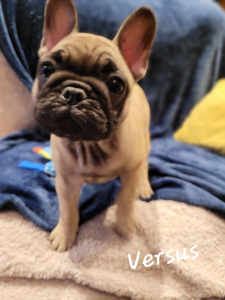 Du Royaume De S'maggie - Chiot disponible  - Bouledogue français