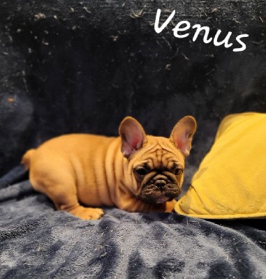 Venus