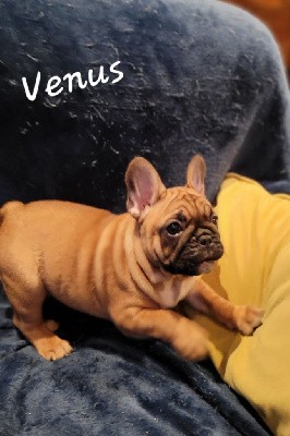 Venus