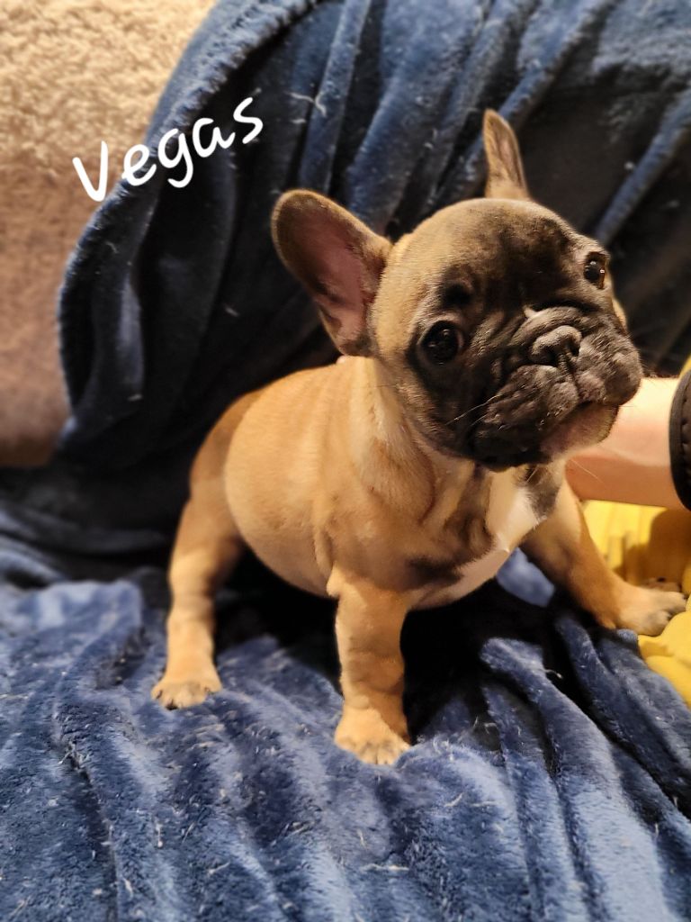 Du Royaume De S'maggie - Chiot disponible  - Bouledogue français